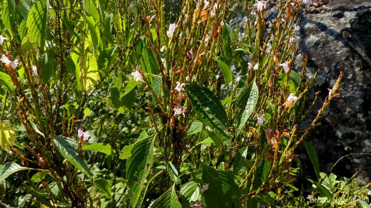 Strobilanthes stenodon C.B.Clarke